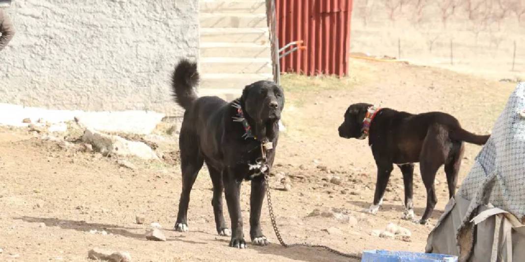 Sivas Kangalına rakip Haymana Karası! Bir kez alışan bir daha bırakamıyor, talep patlıyor: Küçüğü 20, büyüğü 150 Bin TL 3